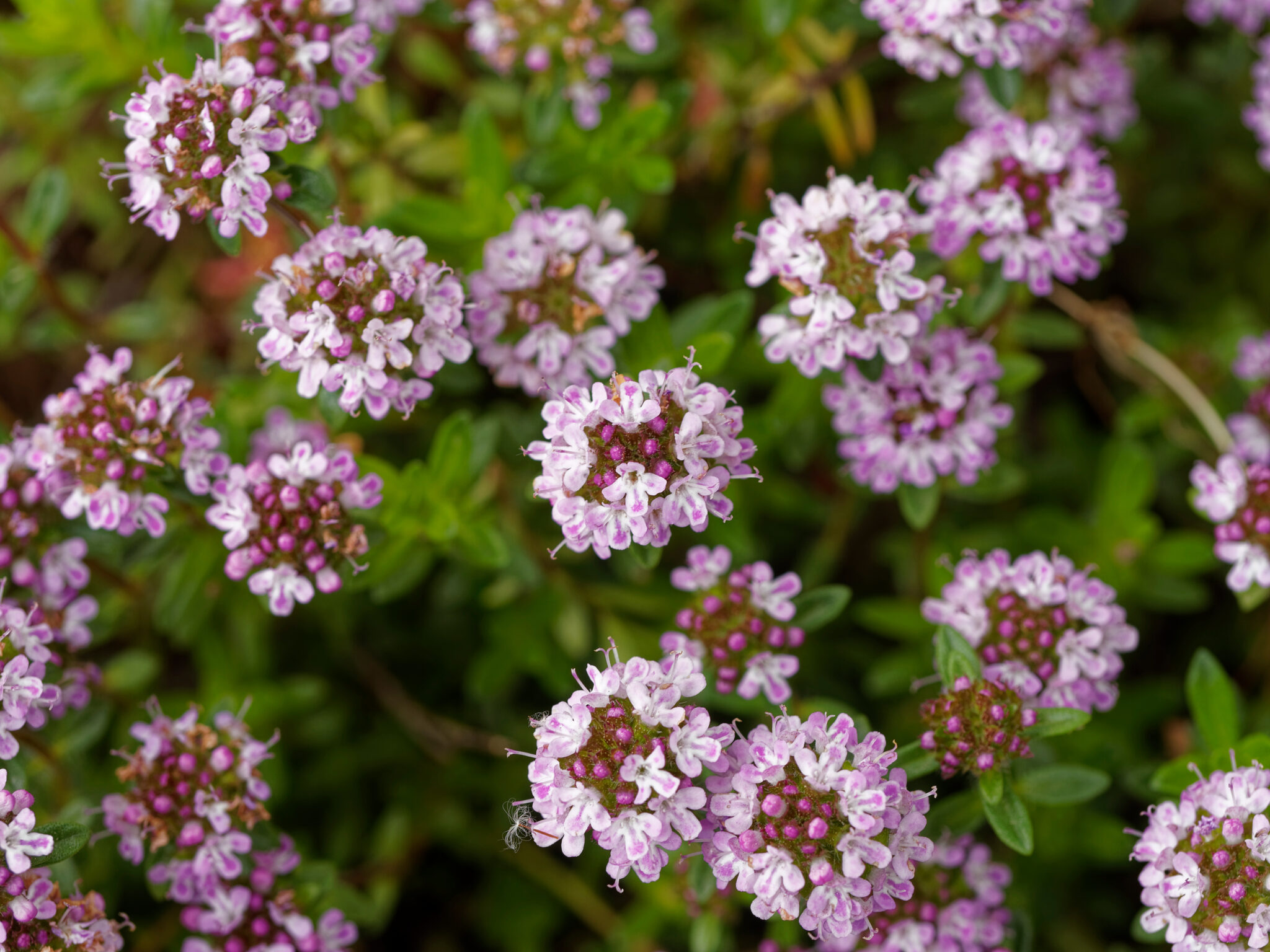 Les Plantes Phares De Sainte Hildegarde De Bingen Les Jardins De