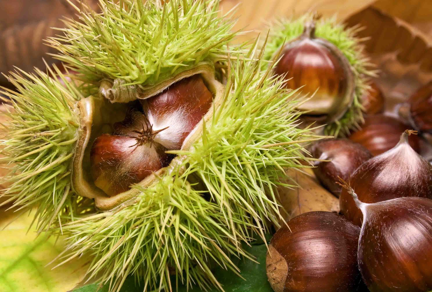 FRUIT AND FRUIT PREPARATION